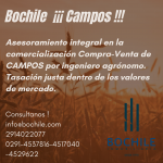 Bochile Campos